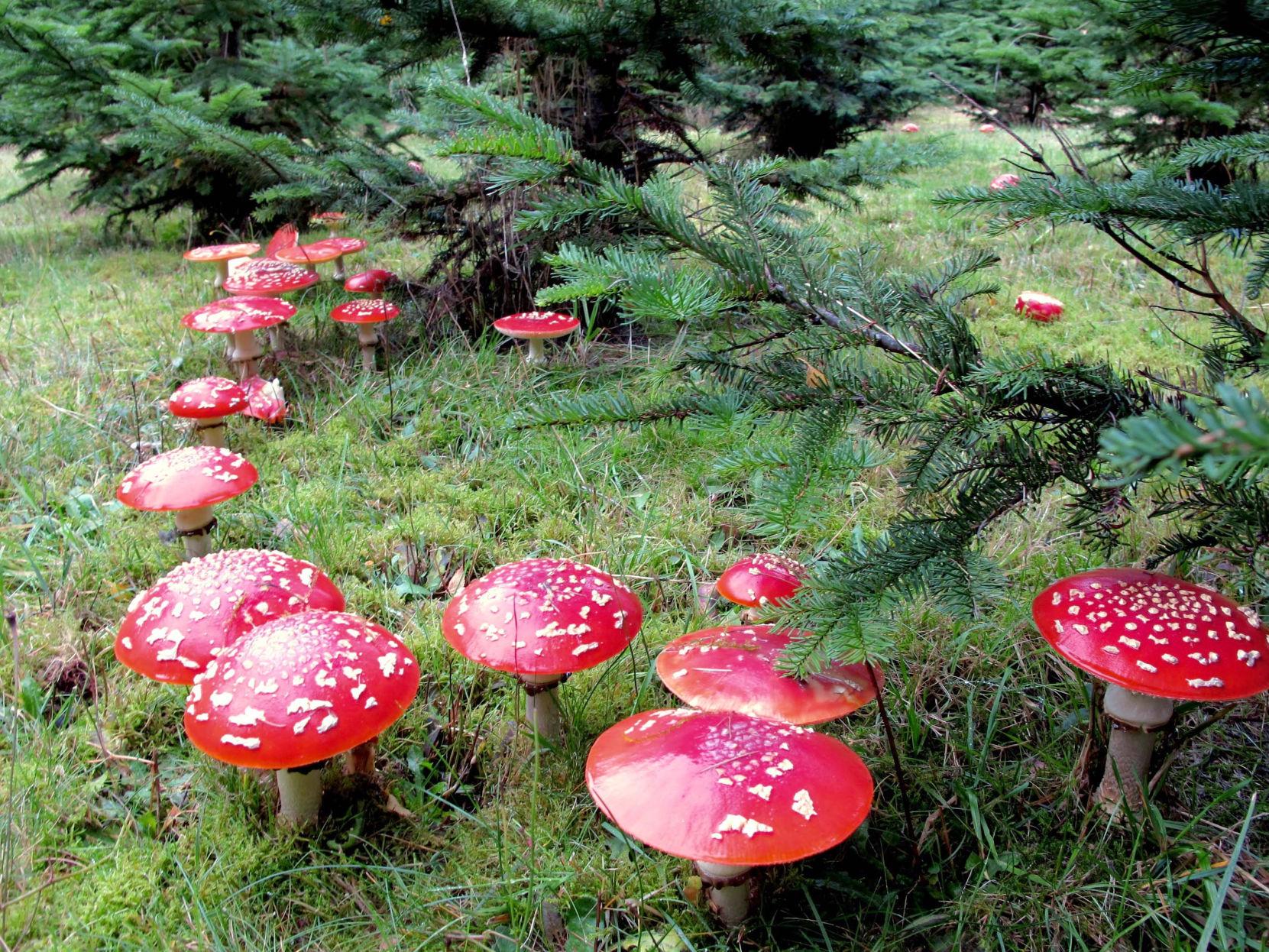 Amanita Muscaria